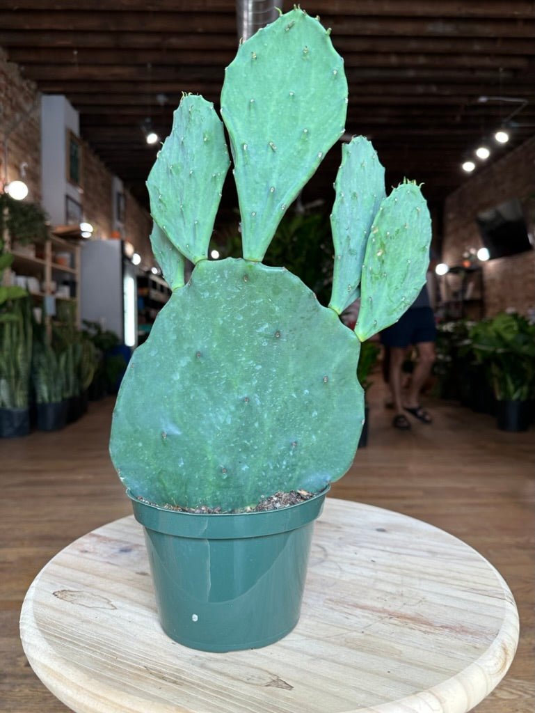 Opuntia Gomei - 6" - 1.5FT Tall - The Succulent City