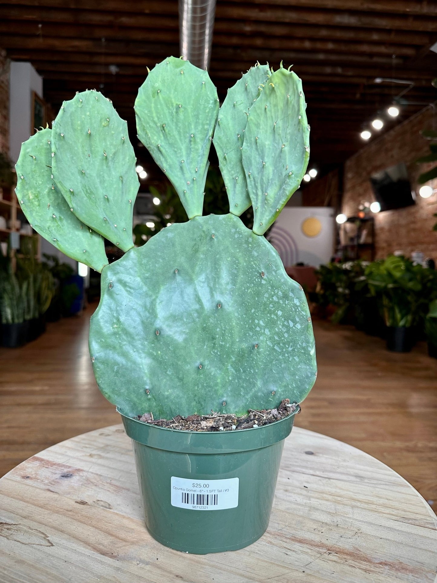 Opuntia Gomei - 6" - 1.5FT Tall - The Succulent City