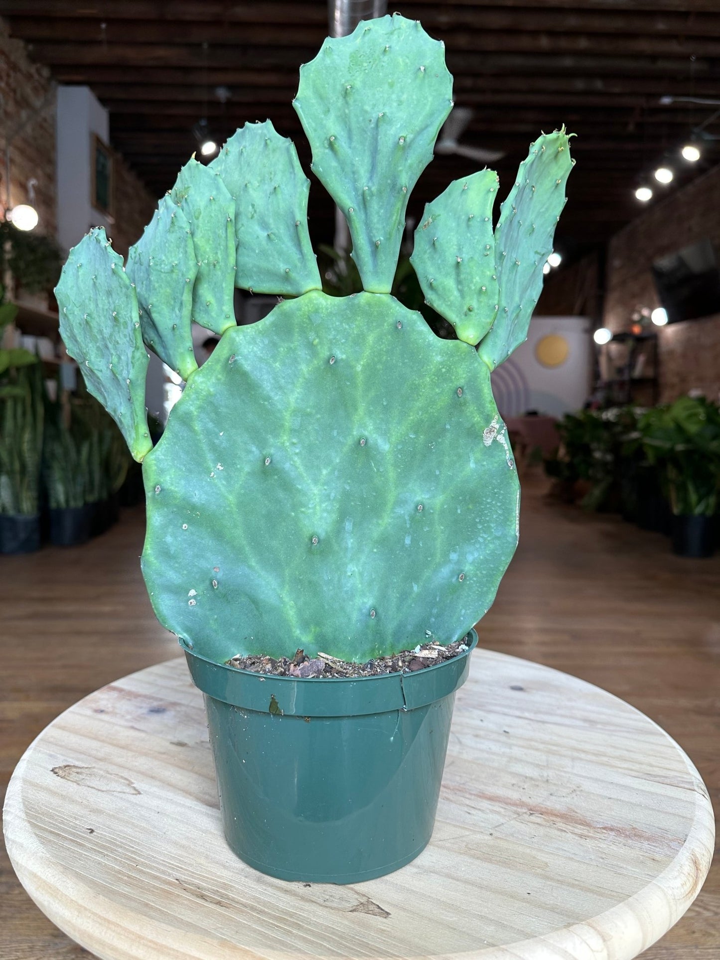 Opuntia Gomei - 6" - 1.5FT Tall - The Succulent City