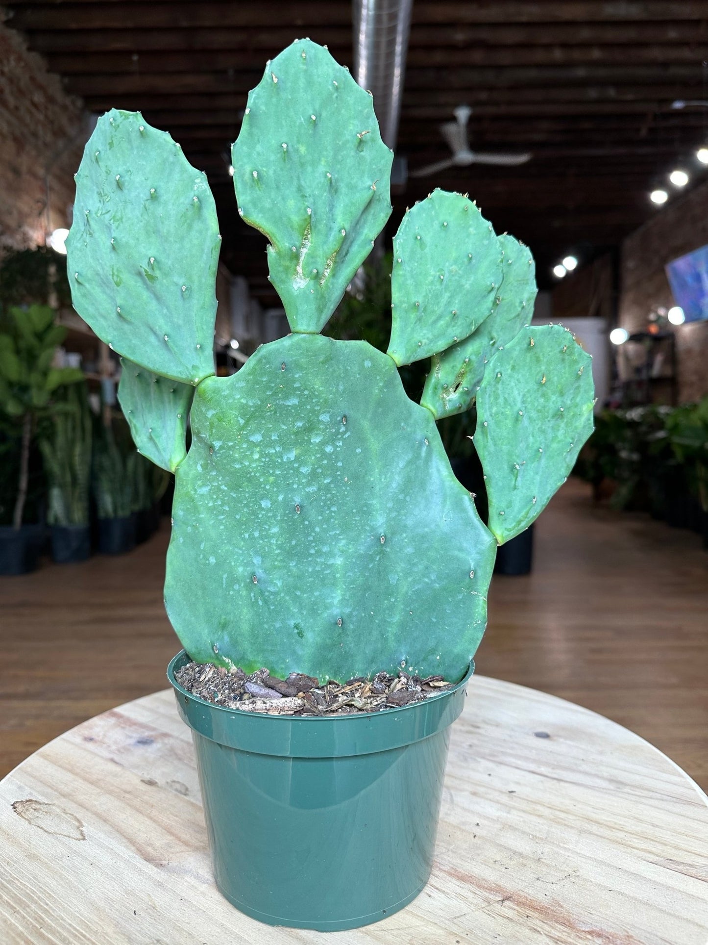 Opuntia Gomei - 6" - 1.5FT Tall - The Succulent City