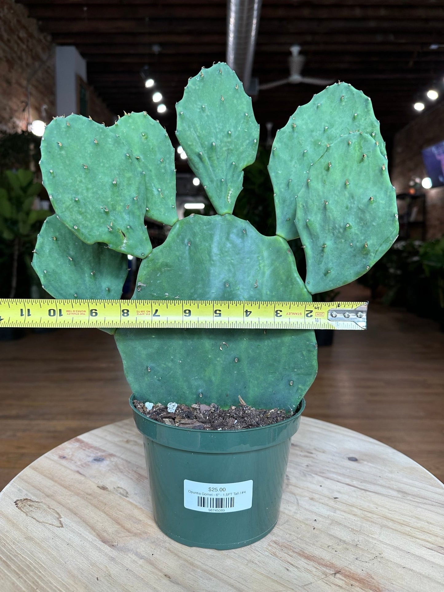 Opuntia Gomei - 6" - 1.5FT Tall - The Succulent City