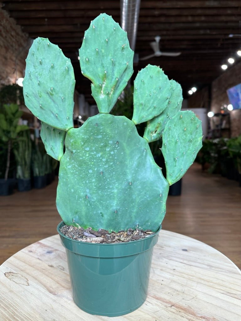 Opuntia Gomei - 6" - 1.5FT Tall - The Succulent City