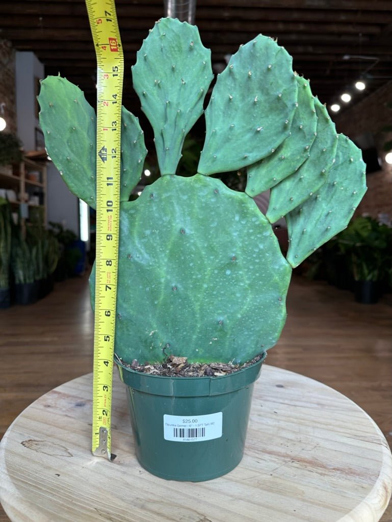 Opuntia Gomei - 6" - 1.5FT Tall - The Succulent City