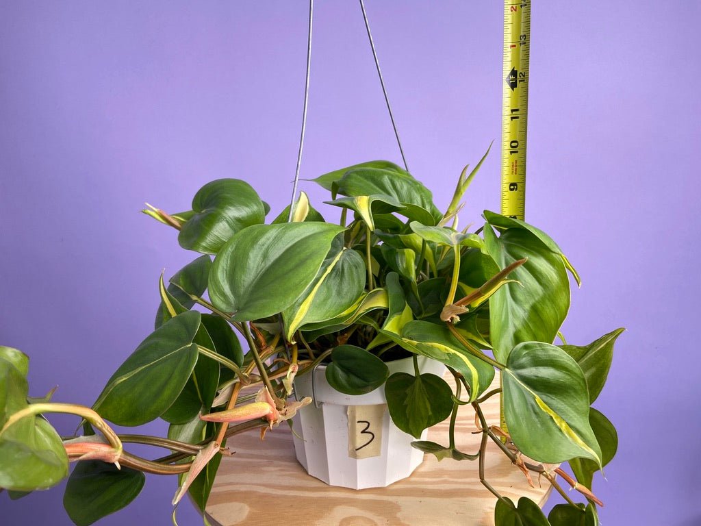 Philodendron "Brasil" - 6" - The Succulent City