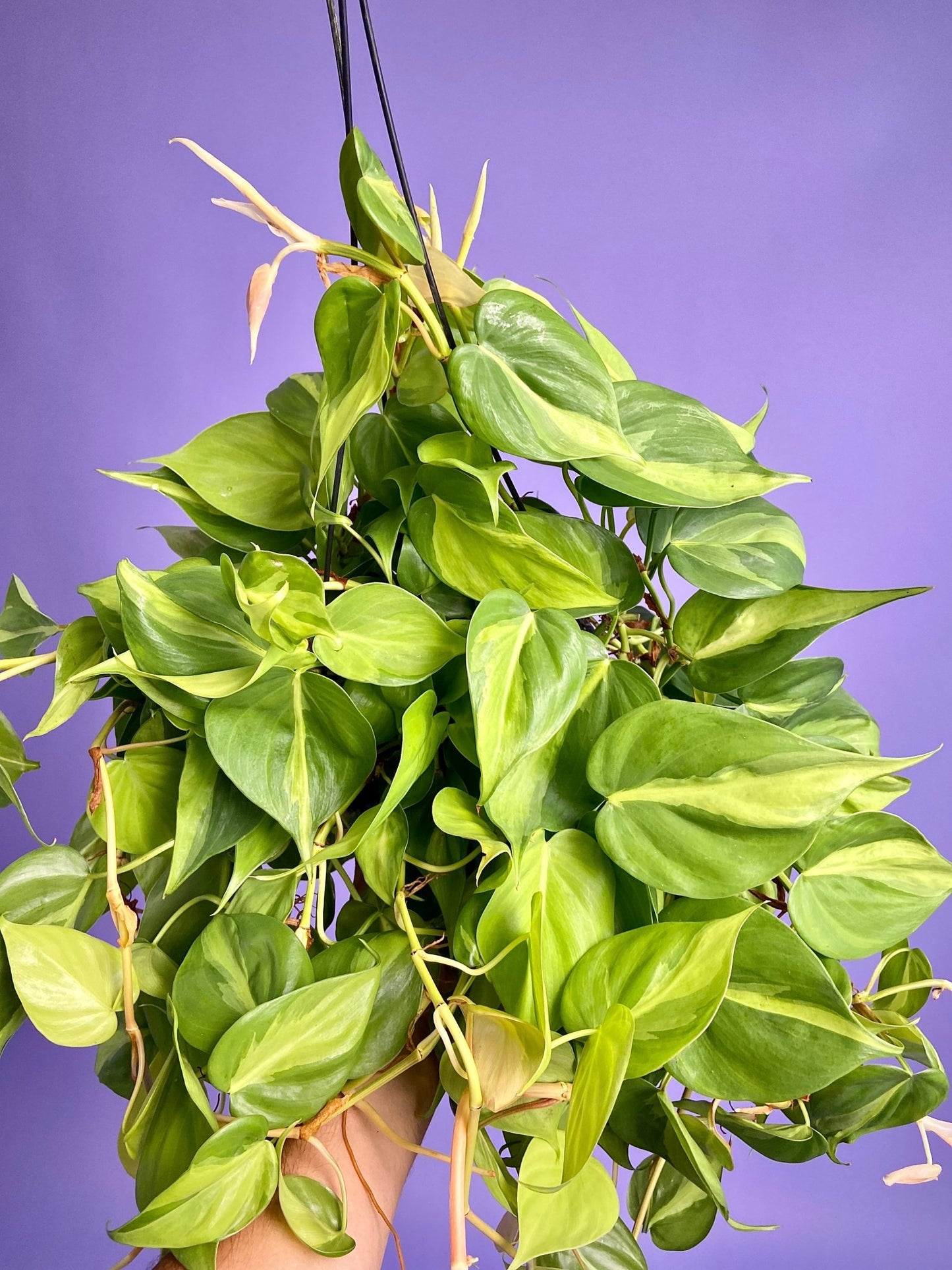 Philodendron "Brasil" (Hanging Basket) - 8" - The Succulent City