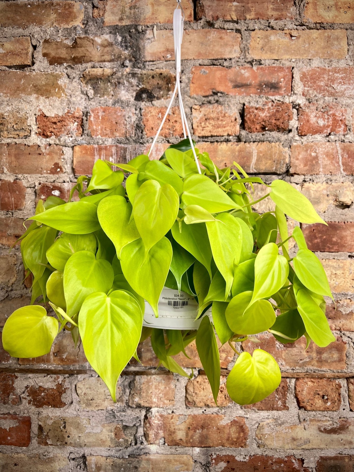 Philodendron "Neon" - 8" - The Succulent City