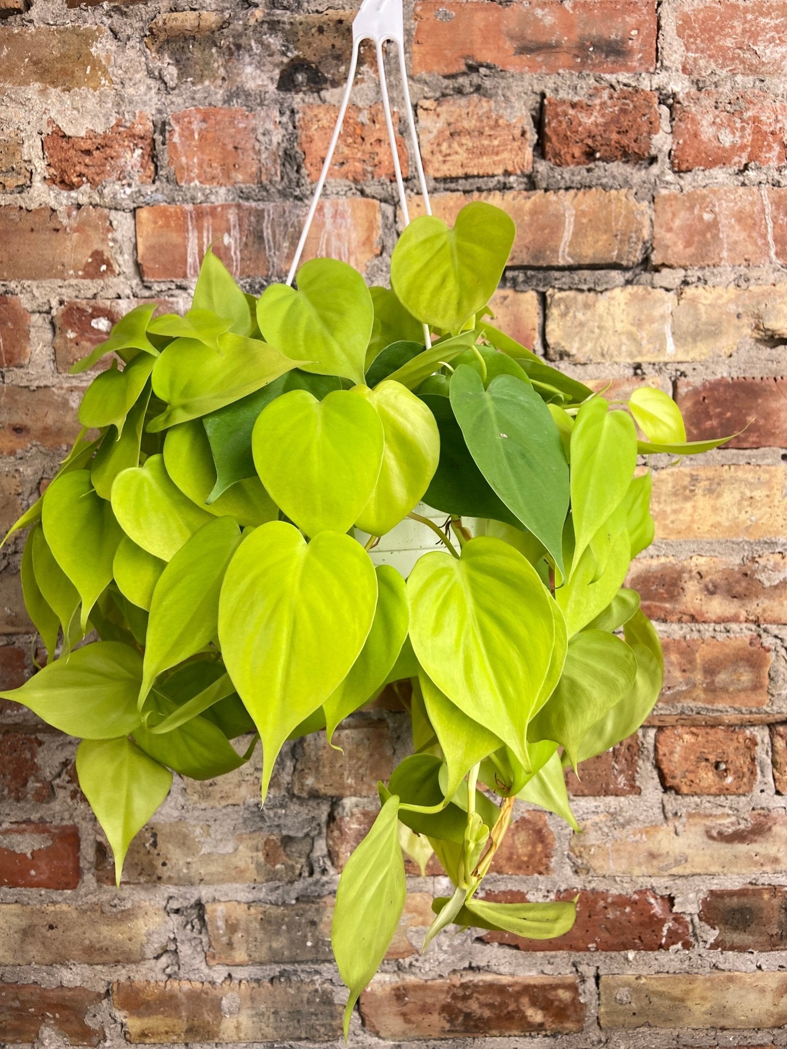 Philodendron "Neon" - 8" - The Succulent City