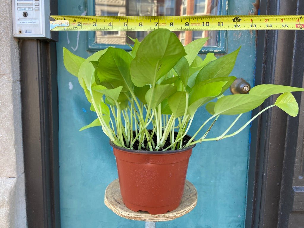 Philodendron "Neon" - 8" - The Succulent City