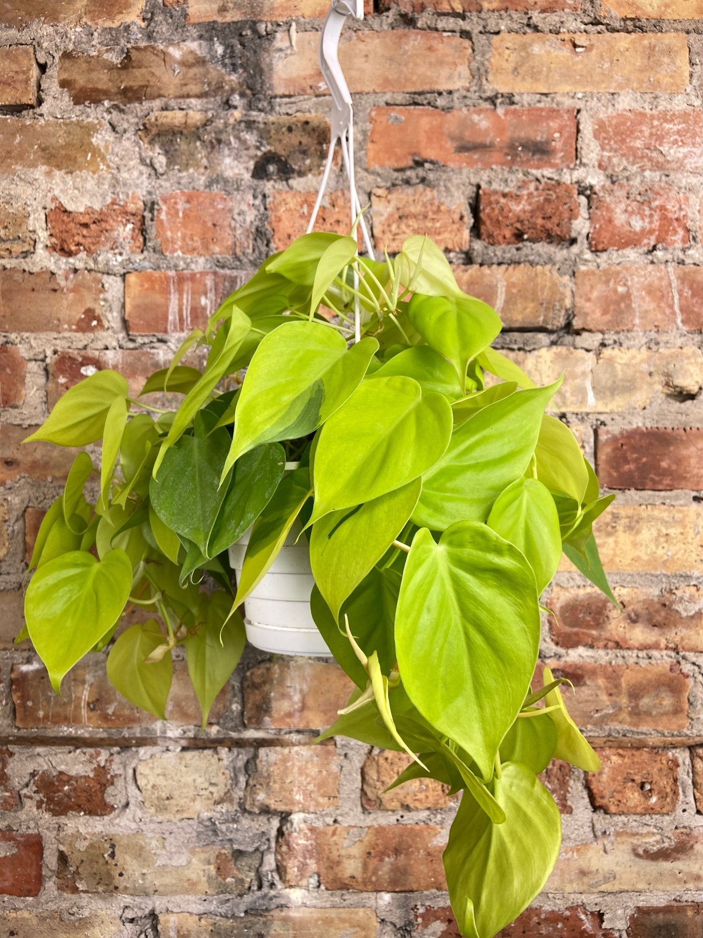 Philodendron "Neon" - 8" - The Succulent City