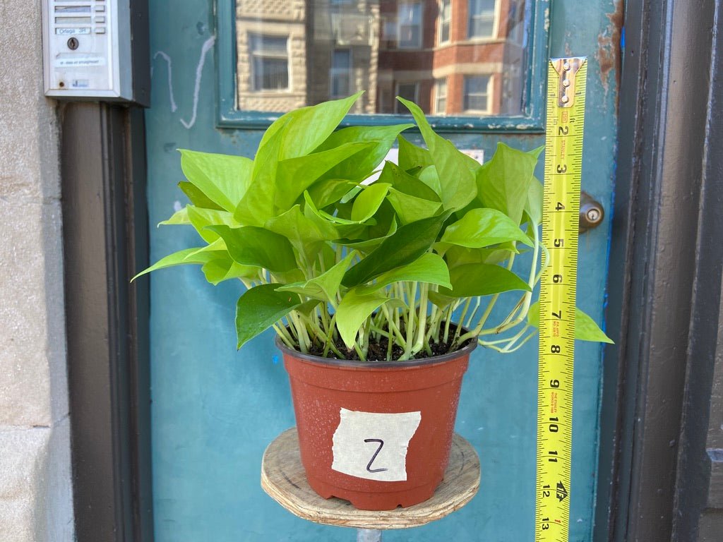 Philodendron "Neon" - 8" - The Succulent City