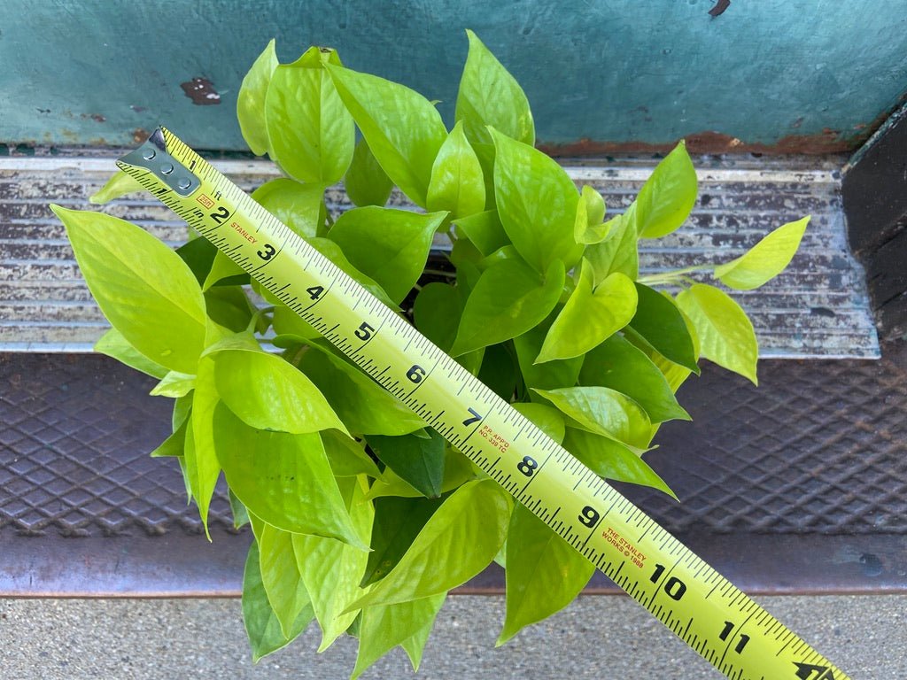 Philodendron "Neon" - 8" - The Succulent City