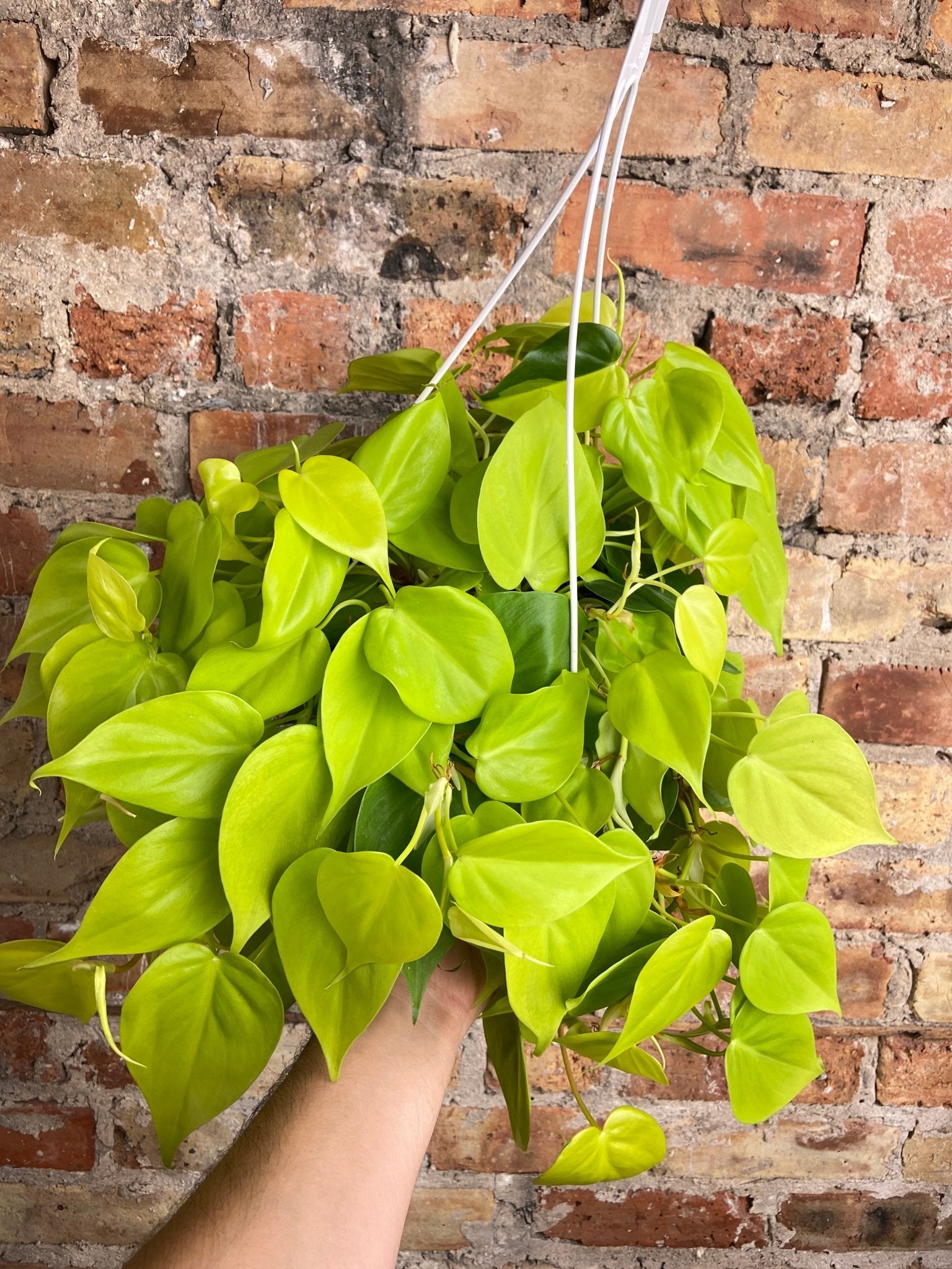 Philodendron "Neon" - 8" - The Succulent City