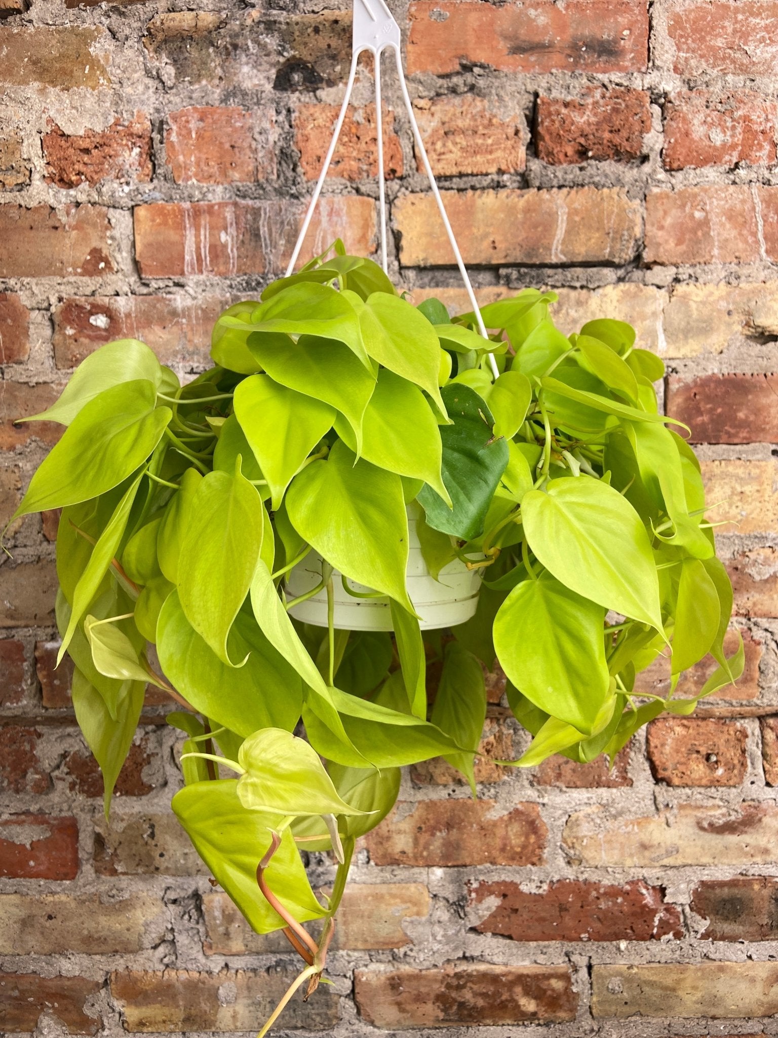 Philodendron "Neon" - 8" - The Succulent City