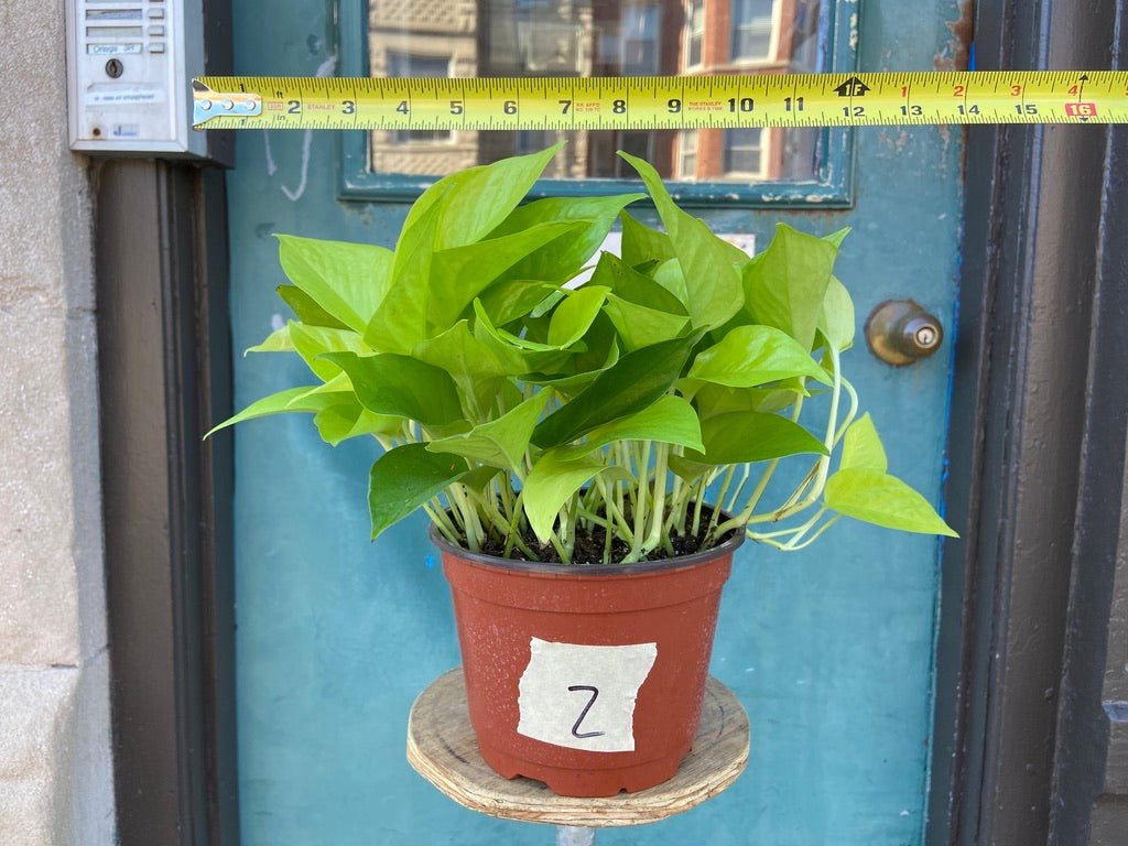 Philodendron "Neon" - 8" - The Succulent City