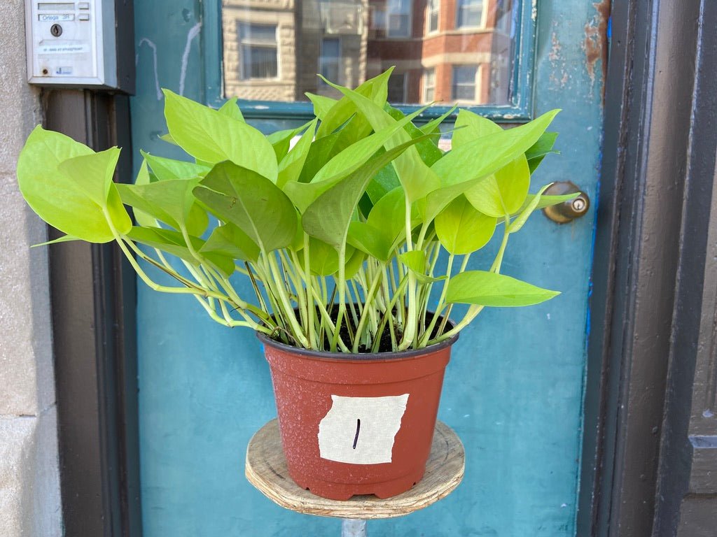 Philodendron "Neon" - 8" - The Succulent City