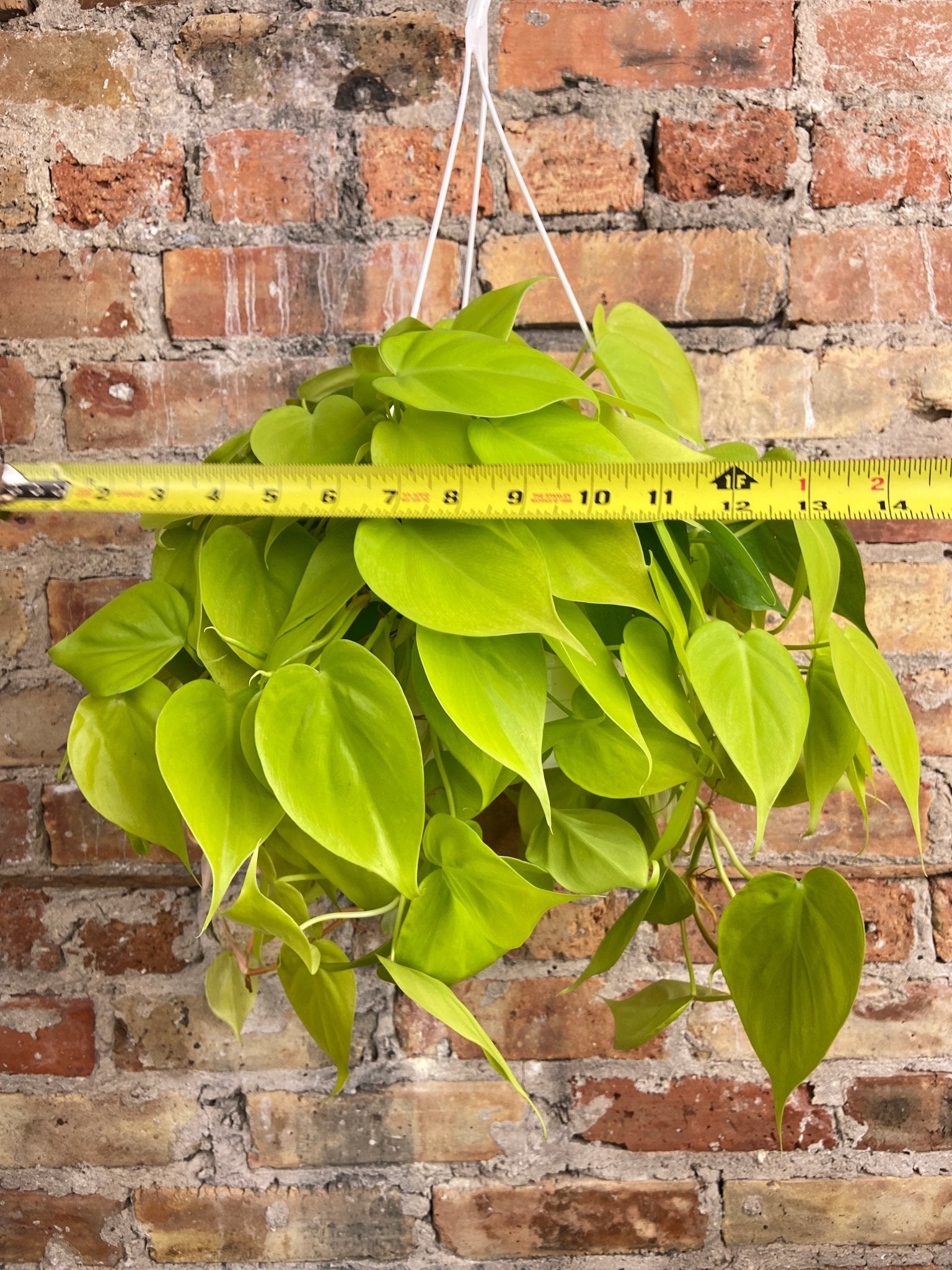 Philodendron "Neon" - 8" - The Succulent City