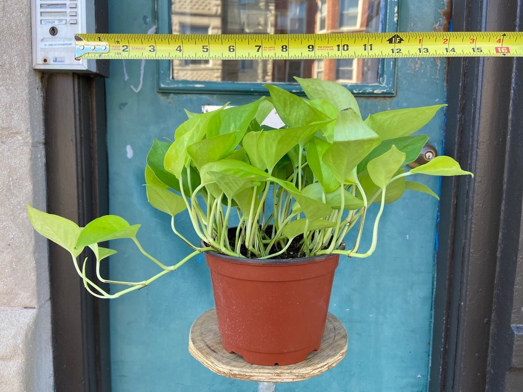 Philodendron "Neon" - 8" - The Succulent City