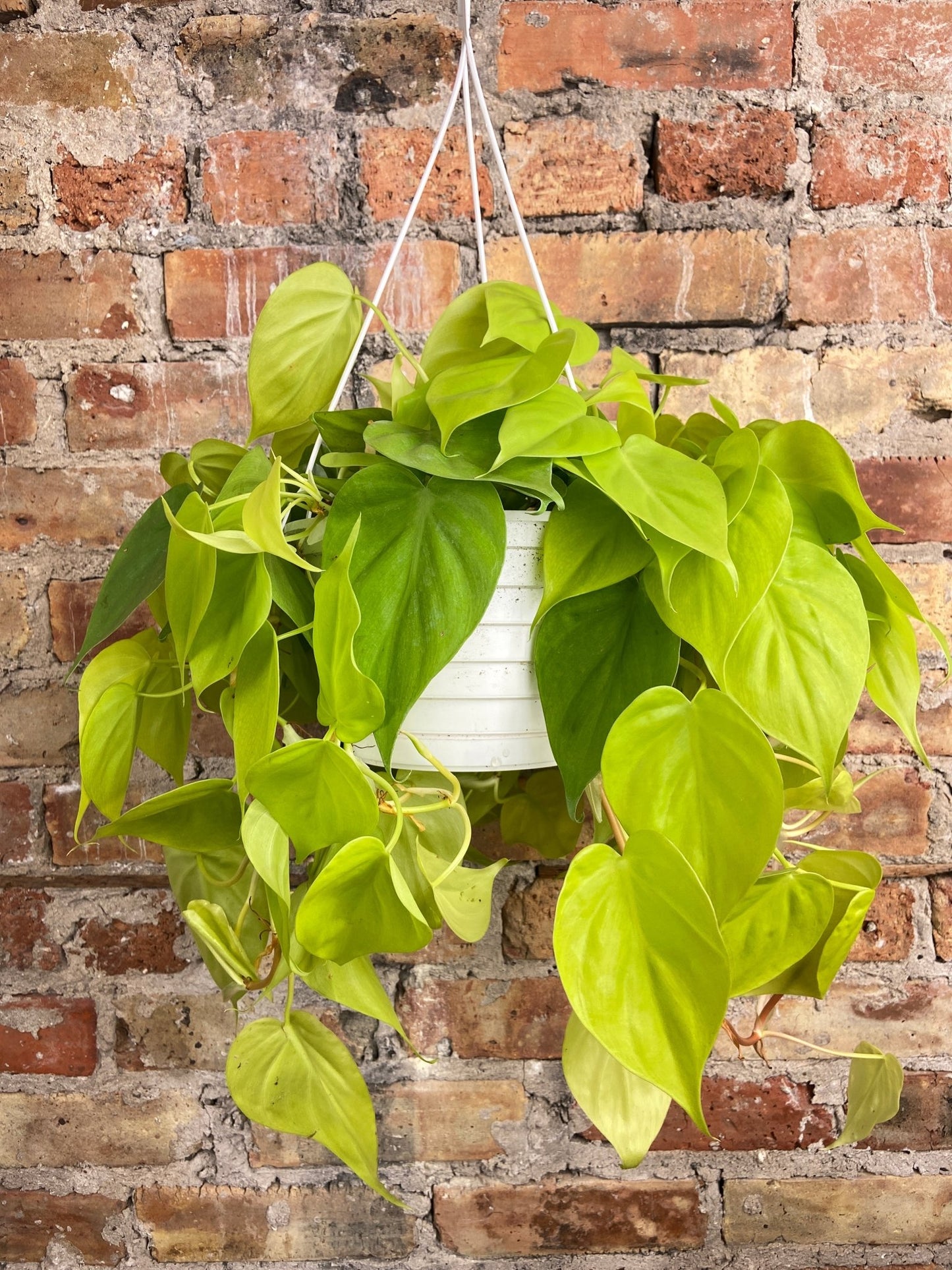 Philodendron "Neon" - 8" - The Succulent City