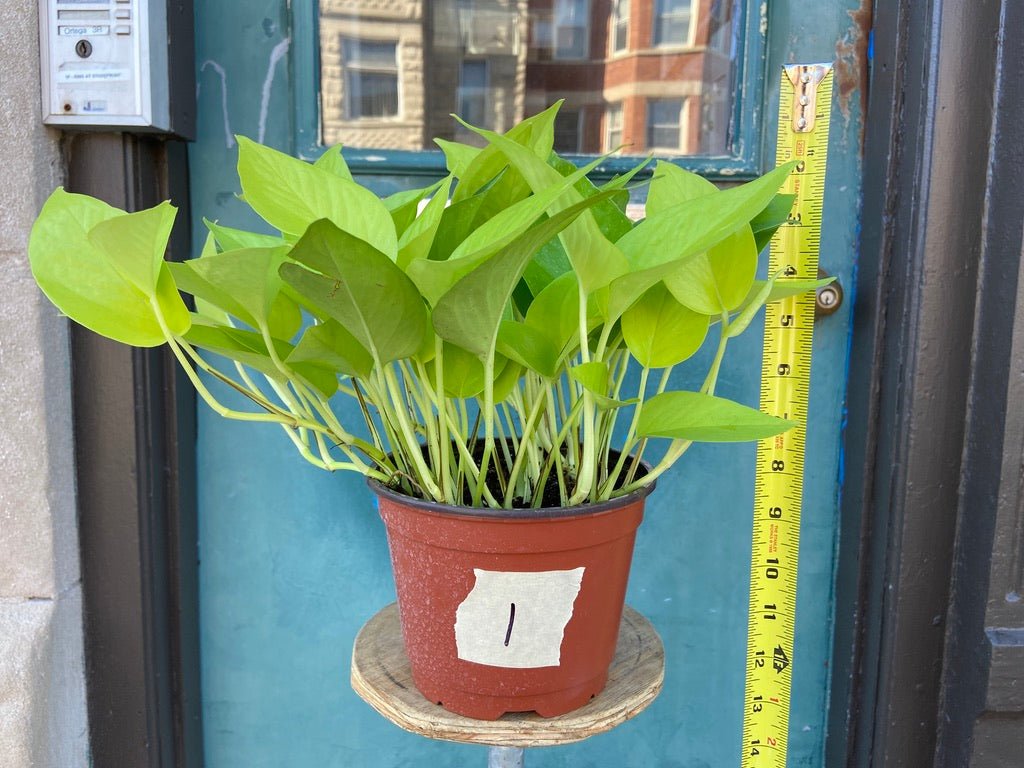 Philodendron "Neon" - 8" - The Succulent City