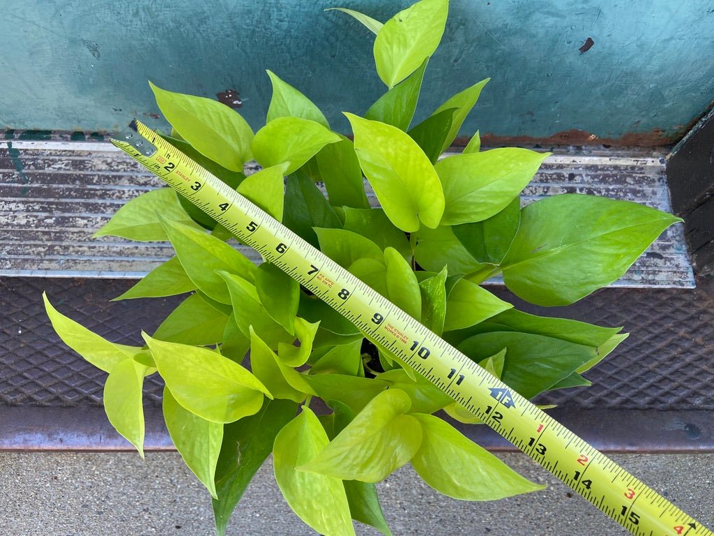 Philodendron "Neon" - 8" - The Succulent City