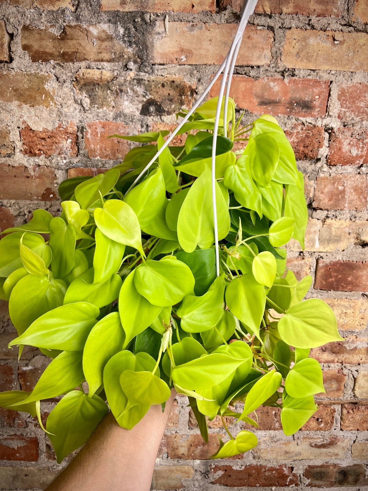 Philodendron "Neon" - 8" - The Succulent City