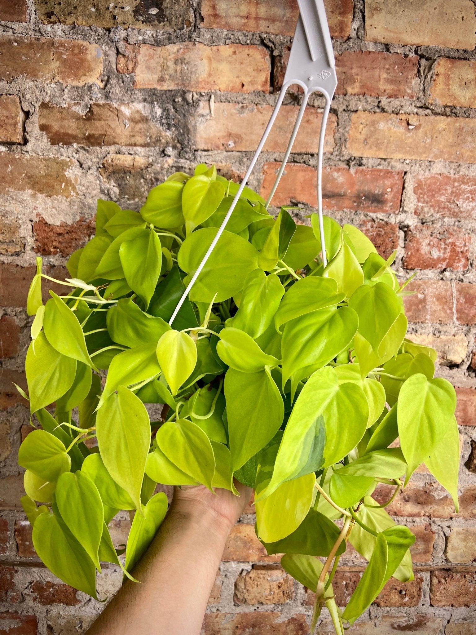Philodendron "Neon" - 8" - The Succulent City