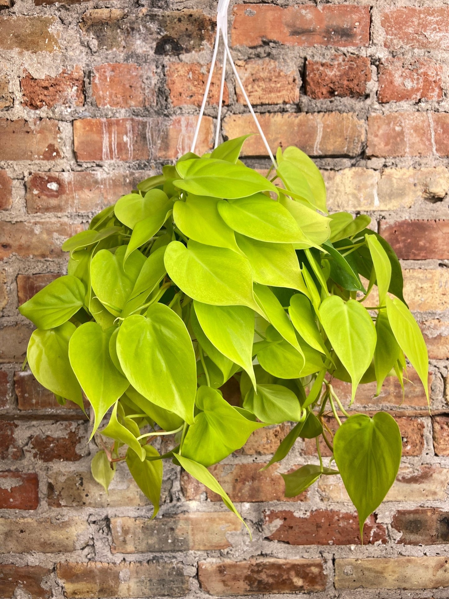 Philodendron "Neon" - 8" - The Succulent City