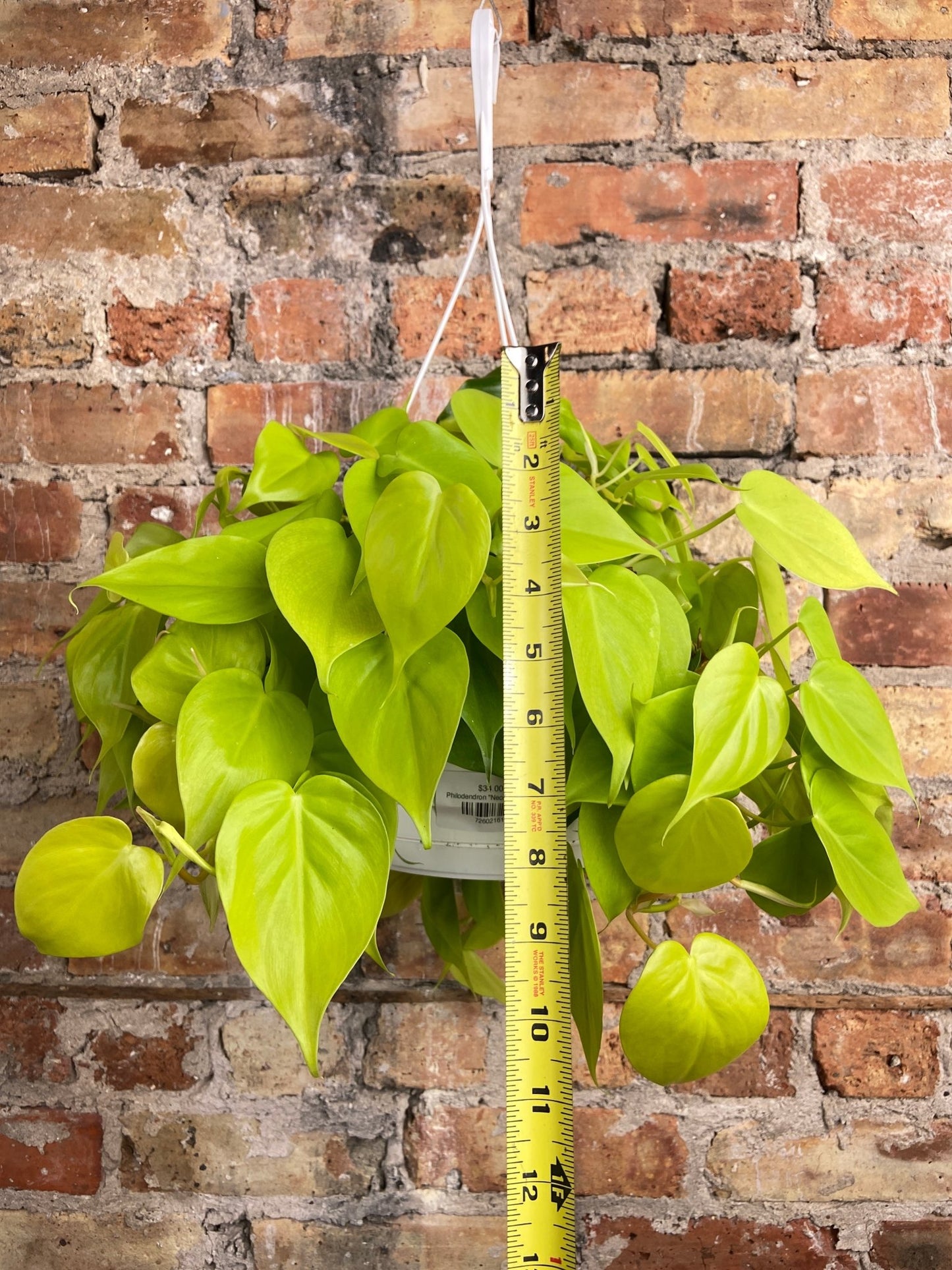 Philodendron "Neon" - 8" - The Succulent City