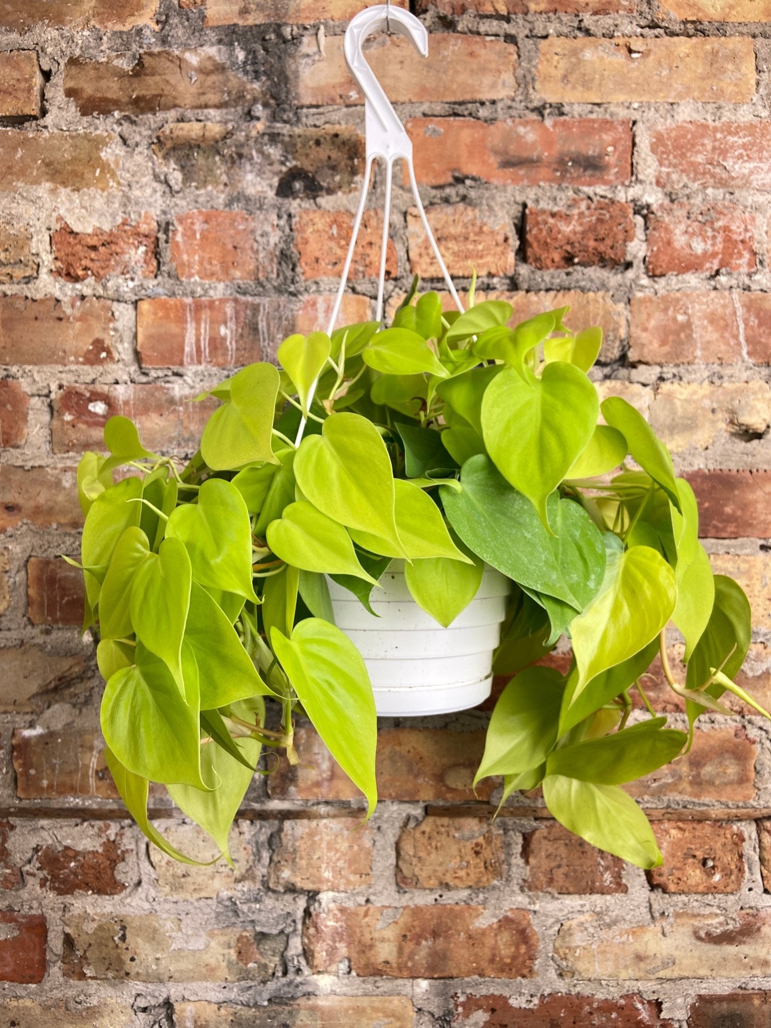 Philodendron "Neon" - 8" - The Succulent City