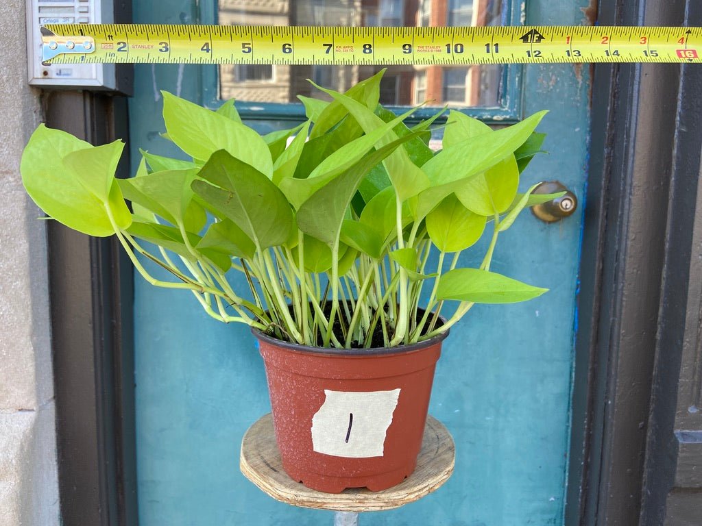 Philodendron "Neon" - 8" - The Succulent City