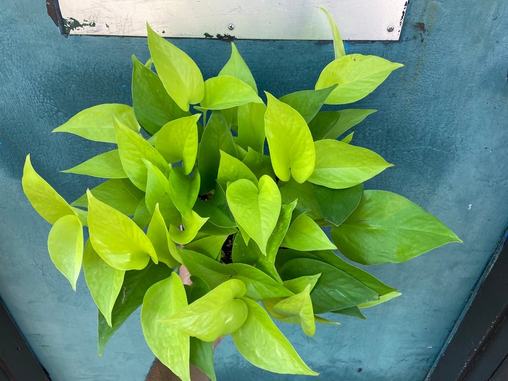 Philodendron "Neon" - 8" - The Succulent City