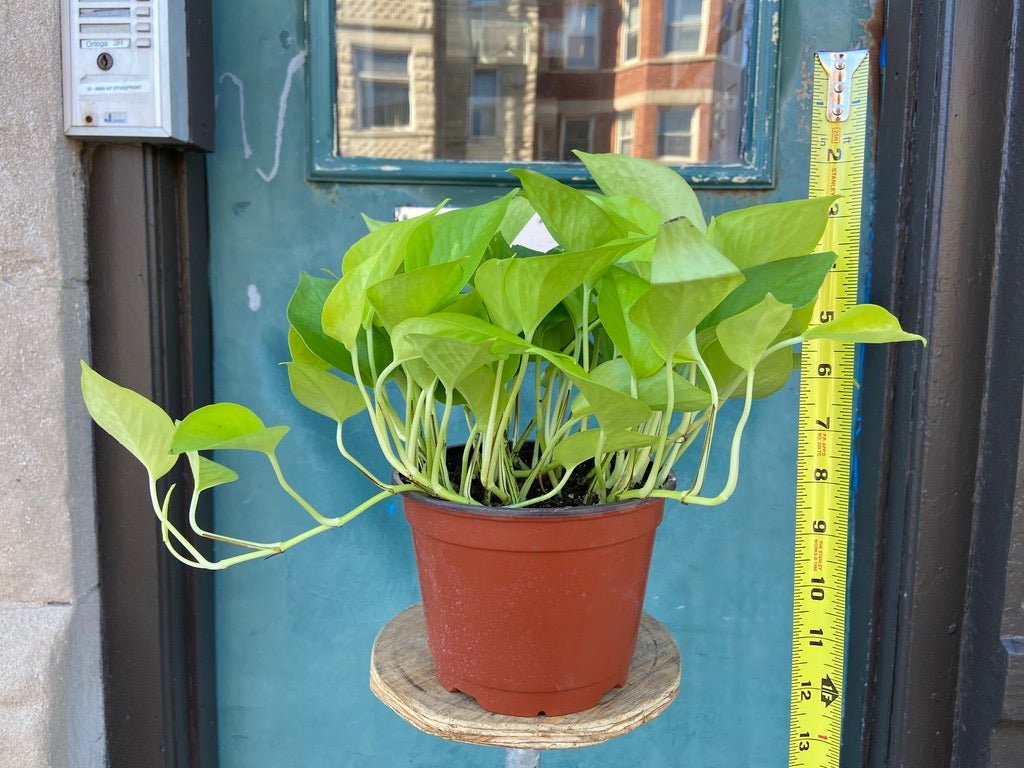 Philodendron "Neon" - 8" - The Succulent City