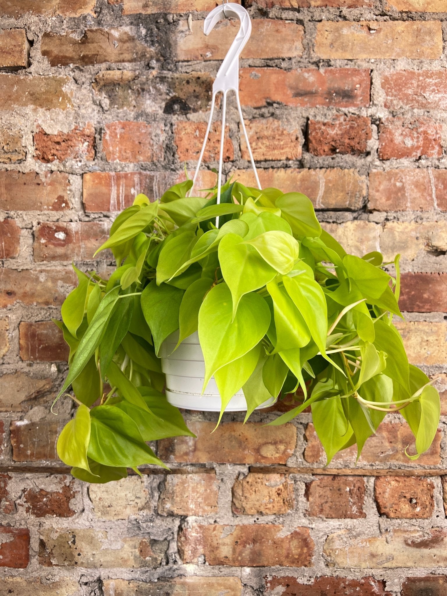 Philodendron "Neon" - 8" - The Succulent City