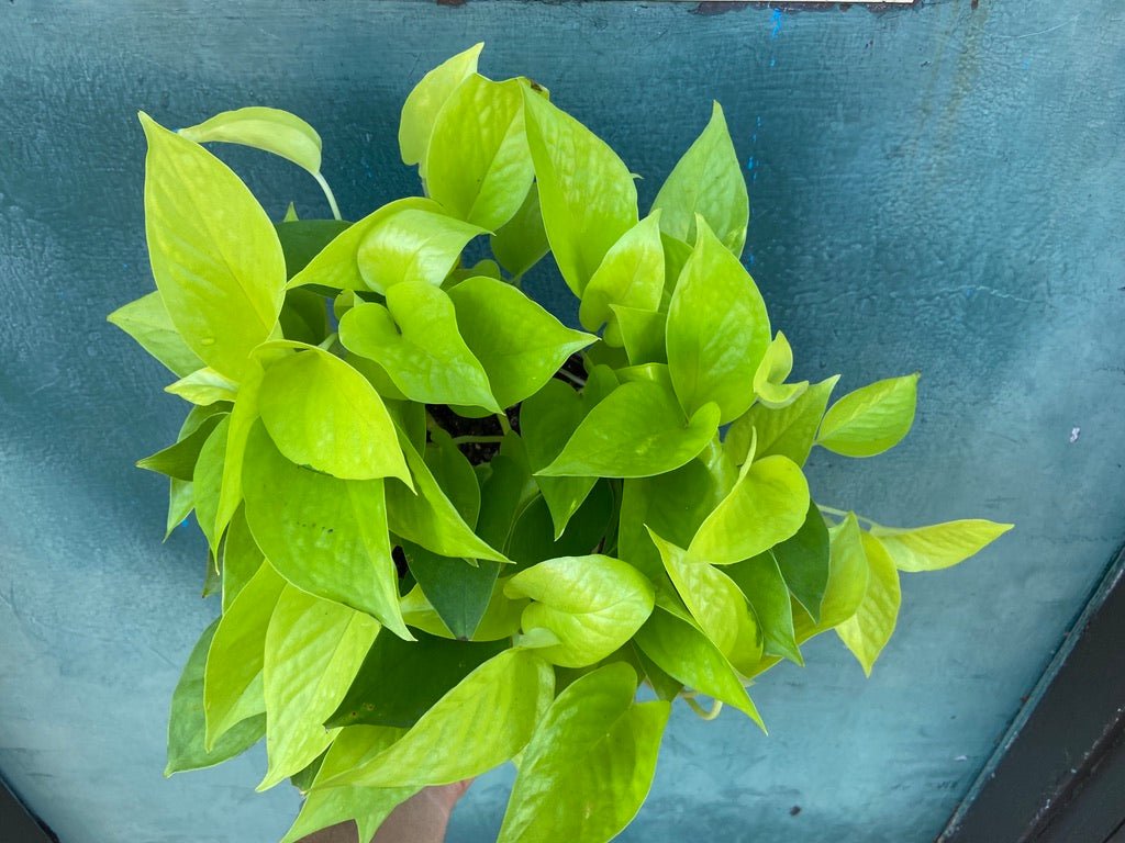 Philodendron "Neon" - 8" - The Succulent City