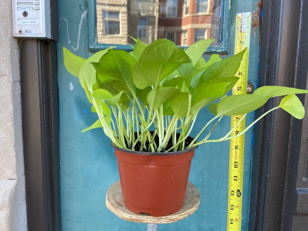 Philodendron "Neon" - 8" - The Succulent City