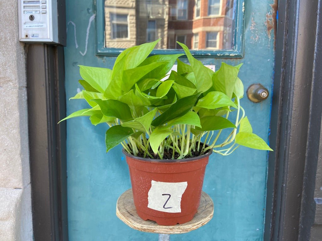 Philodendron "Neon" - 8" - The Succulent City