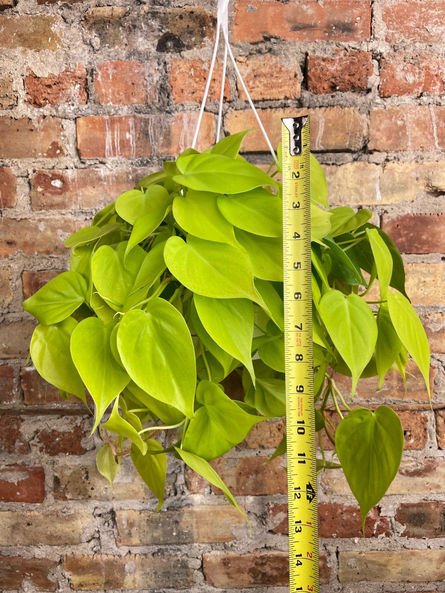 Philodendron "Neon" - 8" - The Succulent City