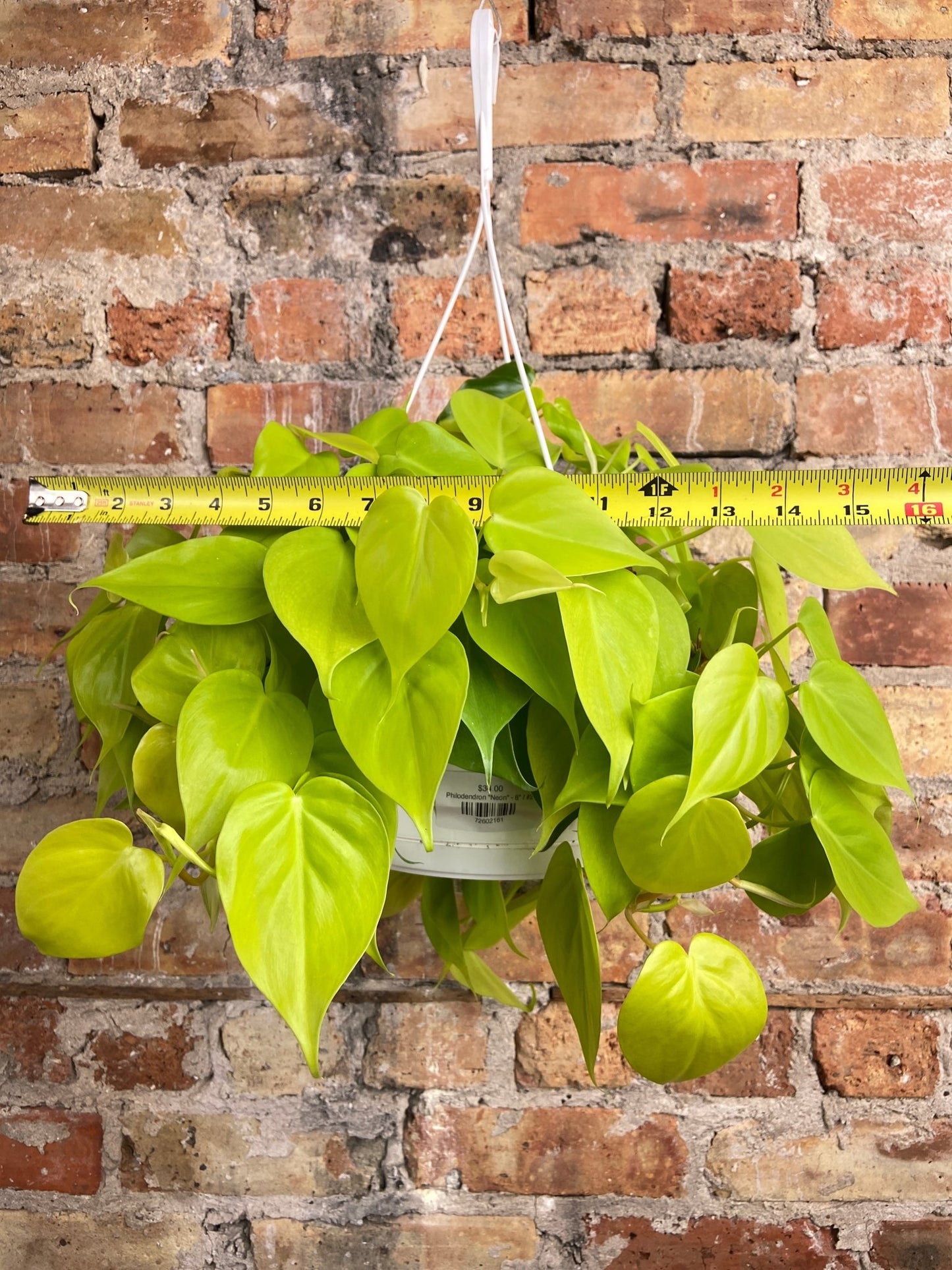 Philodendron "Neon" - 8" - The Succulent City