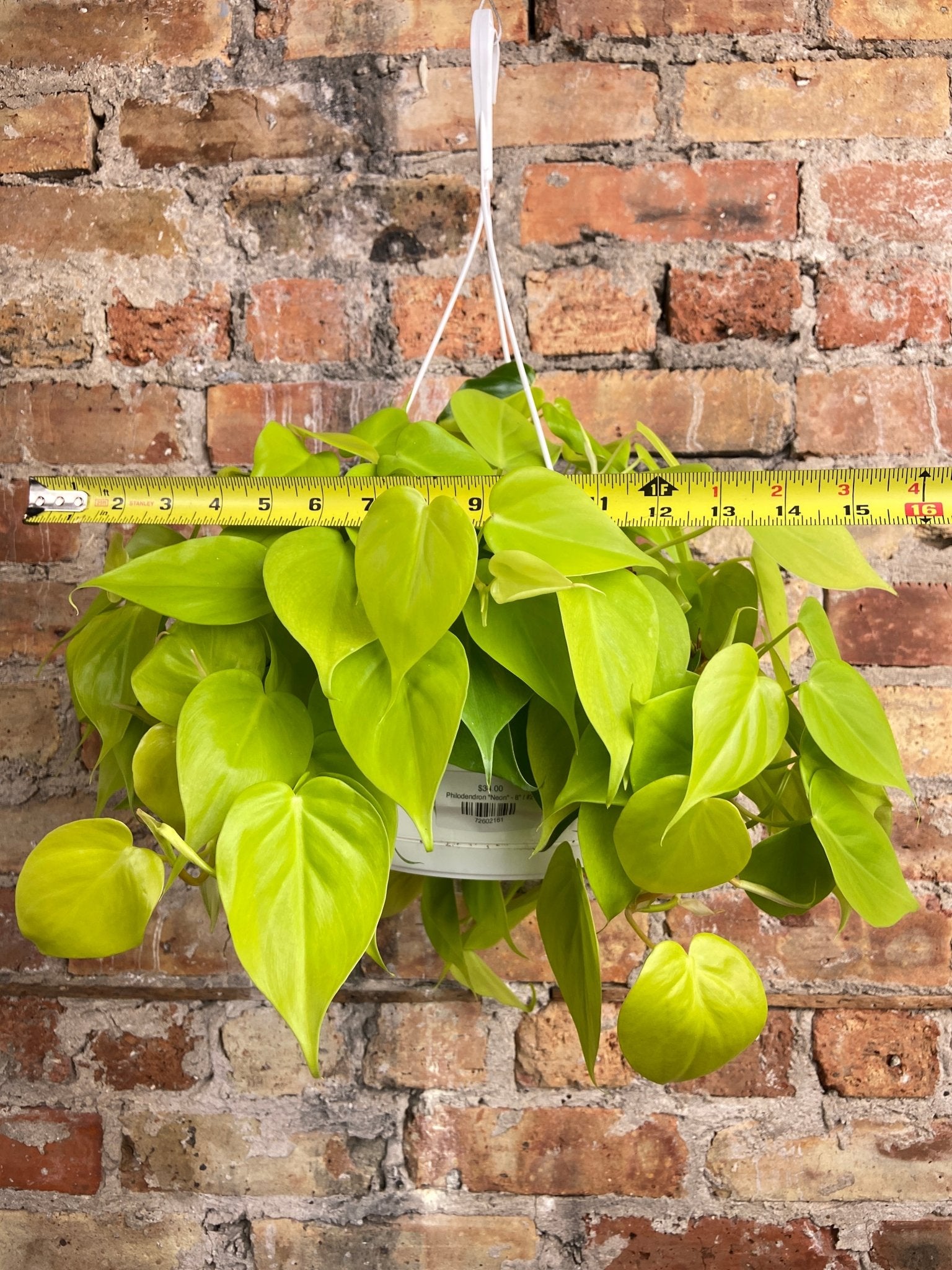 Philodendron "Neon" - 8" - The Succulent City