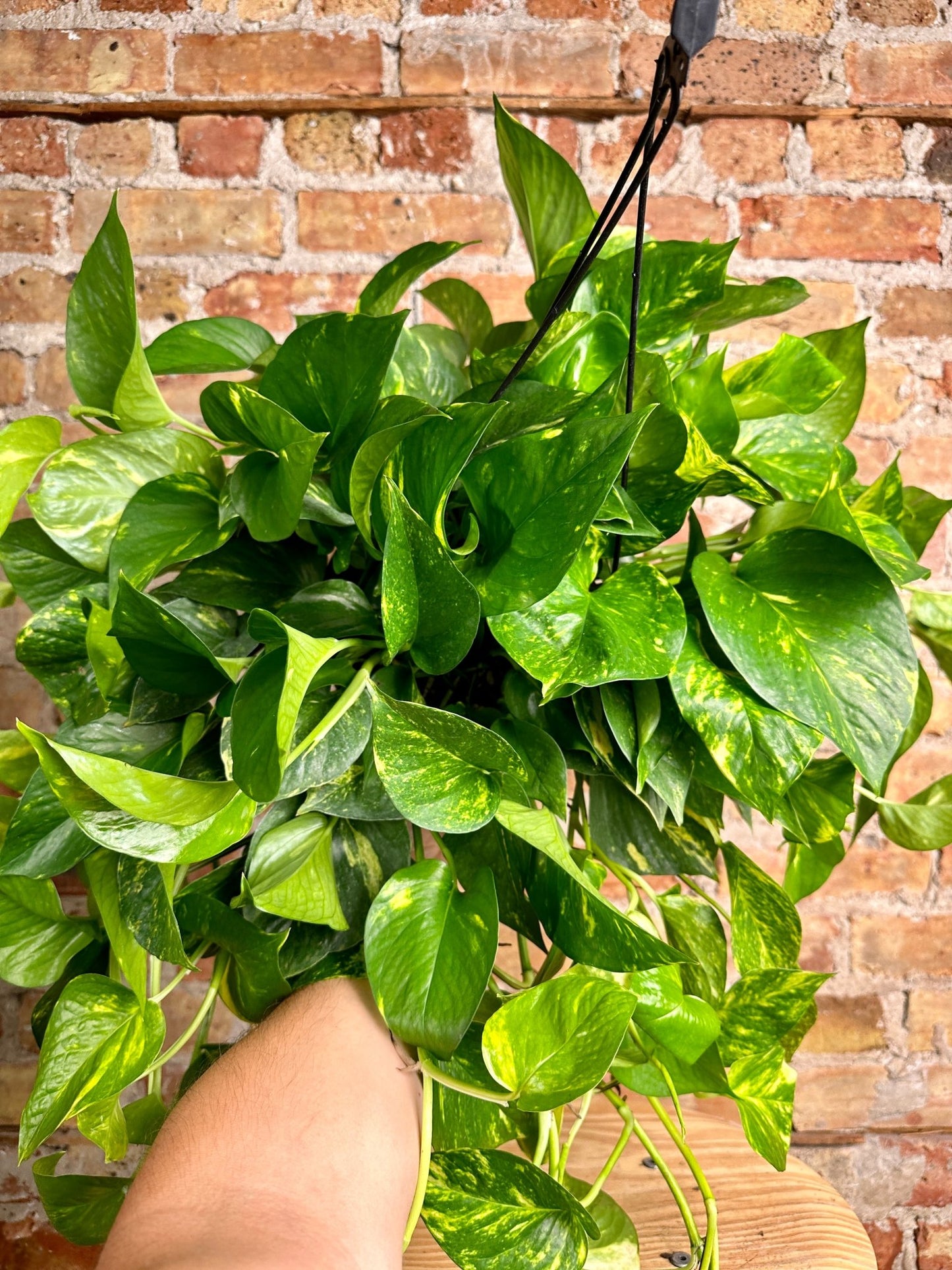 Pothos Golden - 8" - The Succulent City