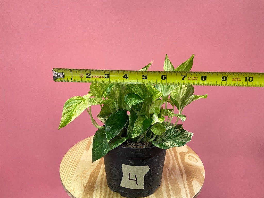 Pothos "Marble Queen" - 6" - The Succulent City