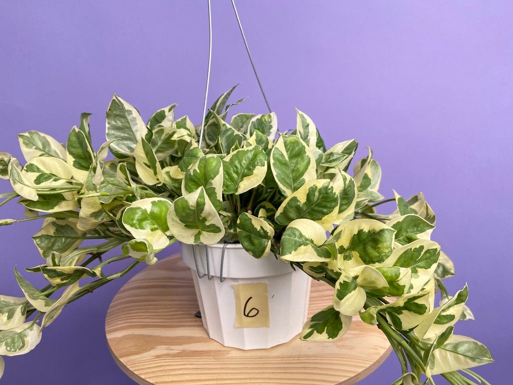 Pothos "N Joy" - 6" (Hanging) - The Succulent City