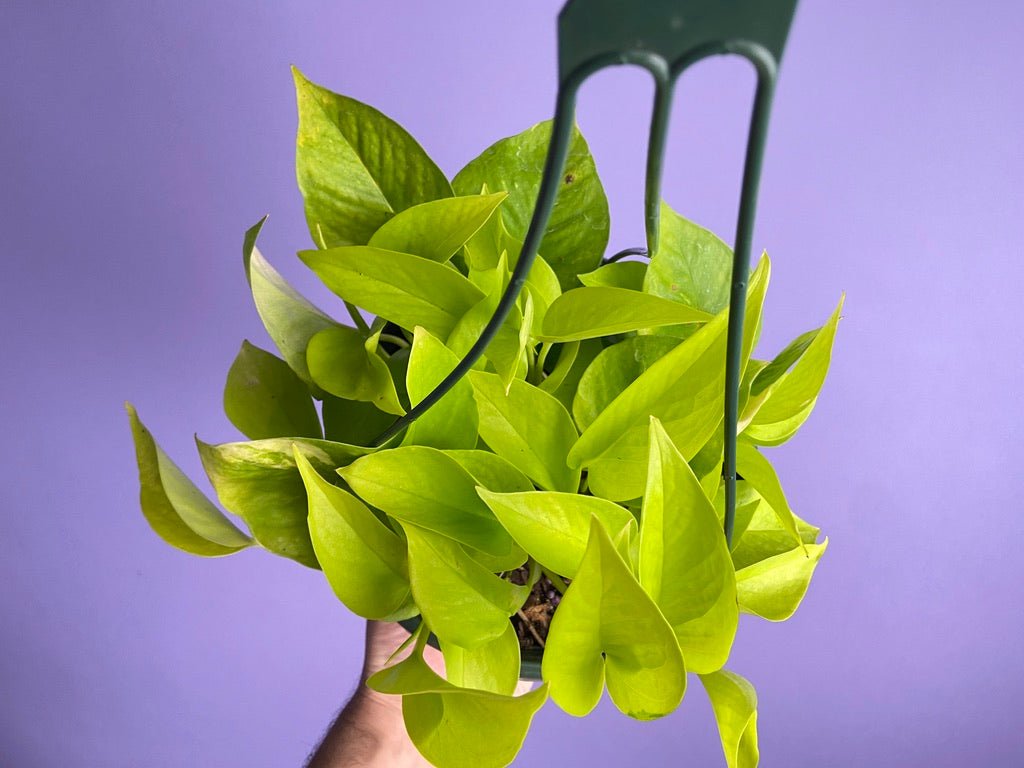 Pothos "Neon" (Hanging) - 8" - The Succulent City