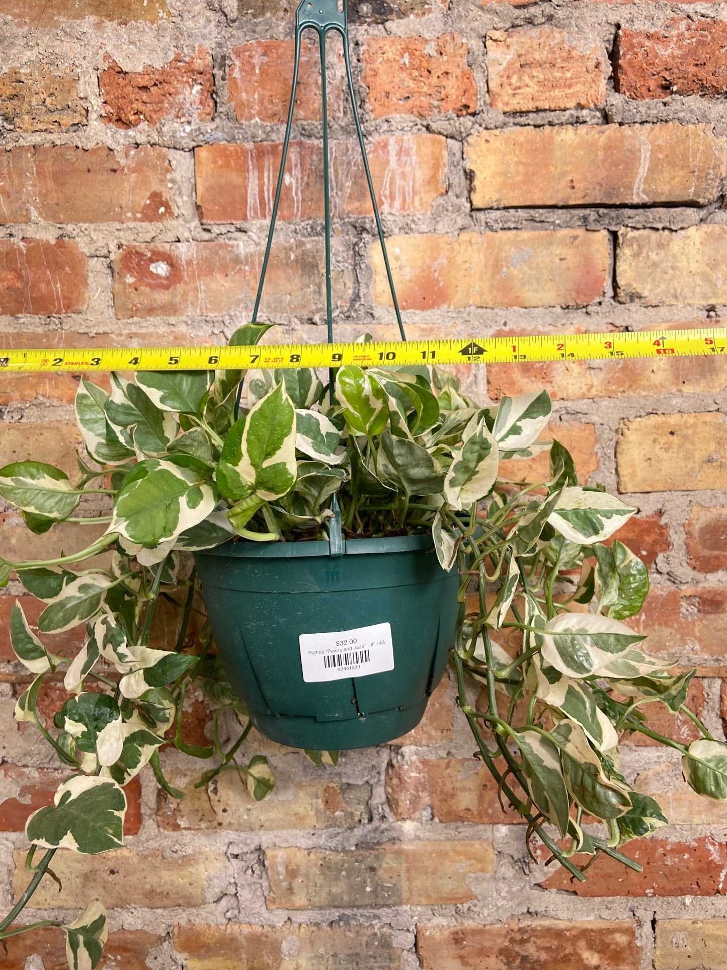 Pothos "Pearls and Jade" - 8" - The Succulent City