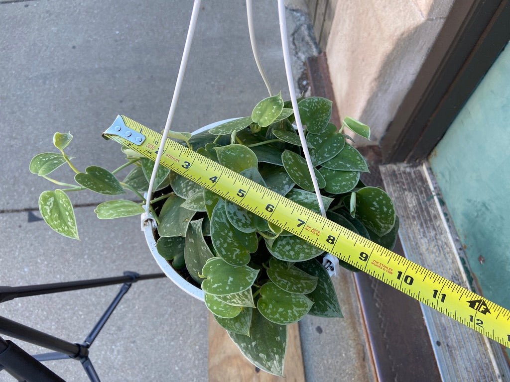 Pothos "Silver Satin" - 8" - The Succulent City