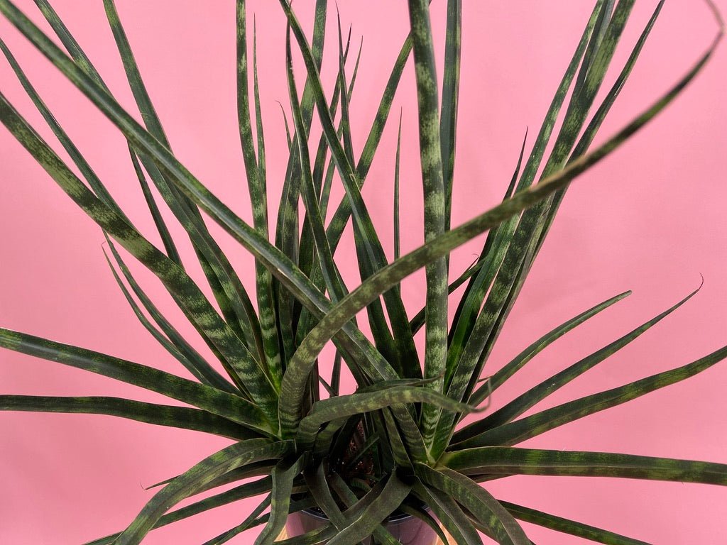 Sansevieria "Fernwood" - 2.5FT Tall - The Succulent City