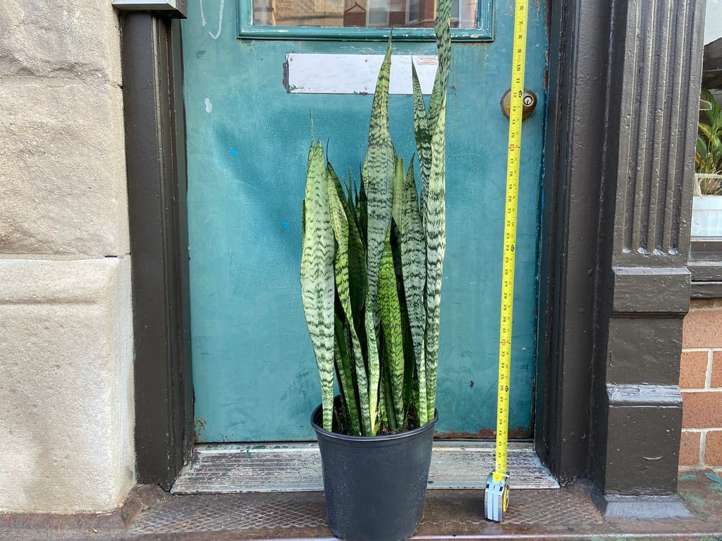 Sansevieria Zeylanica (Snake Plant) - 10" Pot - The Succulent City