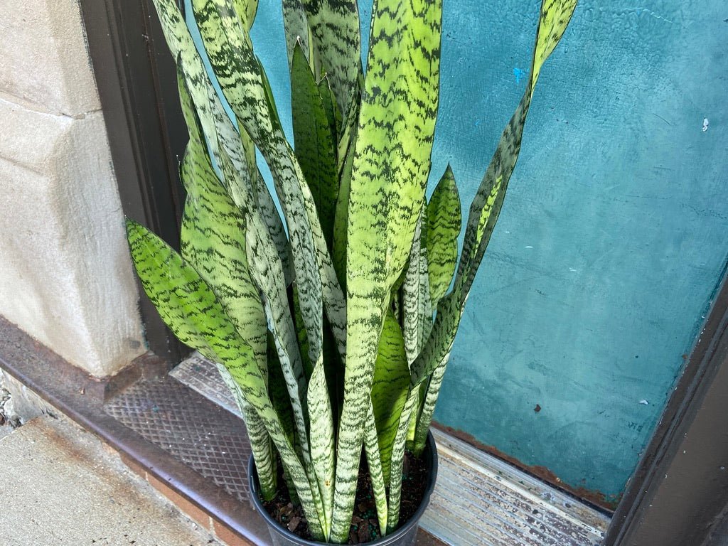 Sansevieria Zeylanica (Snake Plant) - 10" Pot - The Succulent City