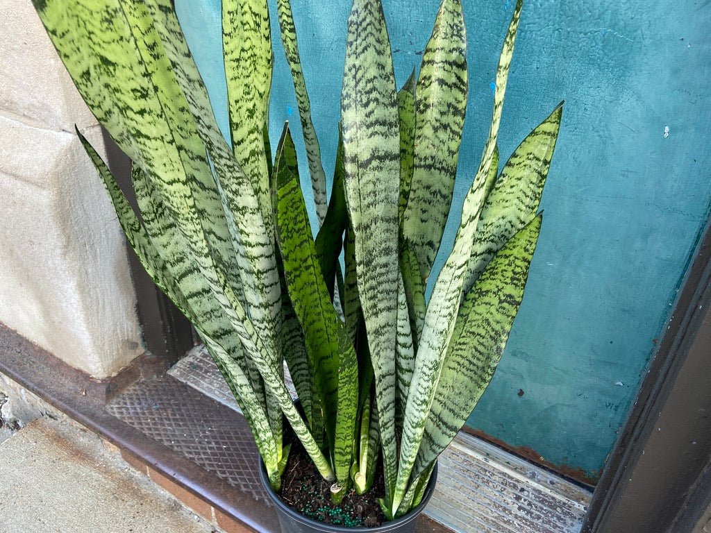 Sansevieria Zeylanica (Snake Plant) - 10" Pot - The Succulent City