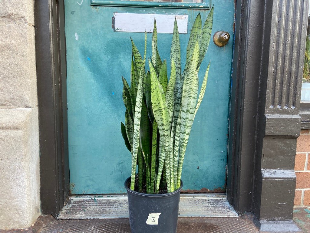 Sansevieria Zeylanica (Snake Plant) - 10" Pot - The Succulent City